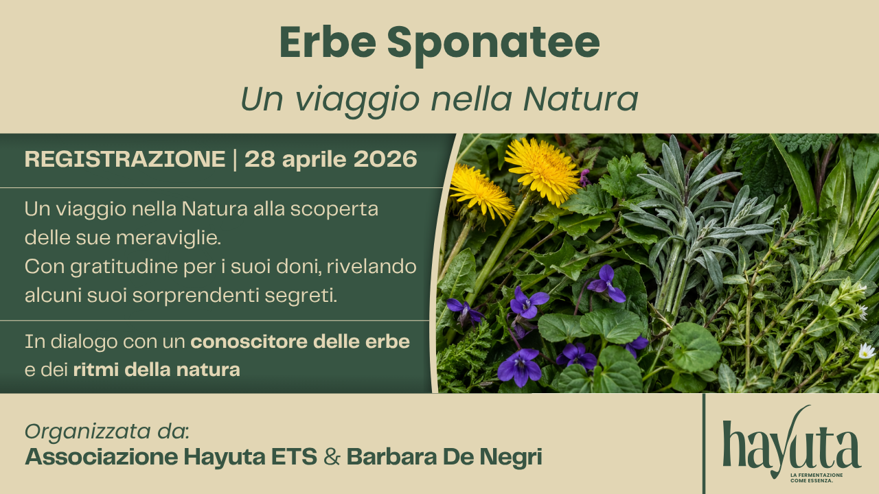 erbe spontanee e fermentazione